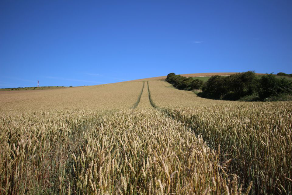 Trainee Day: Cross Country Hike